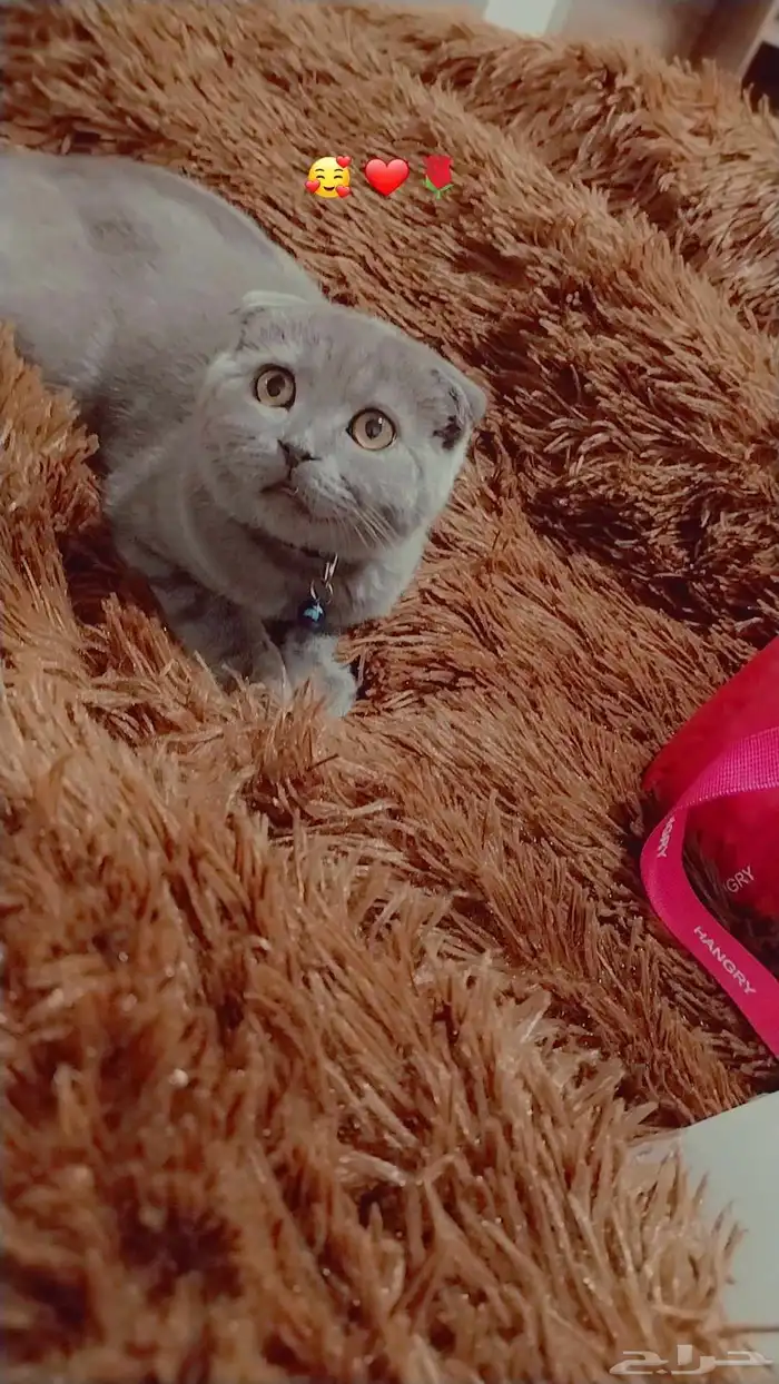 قطط 3