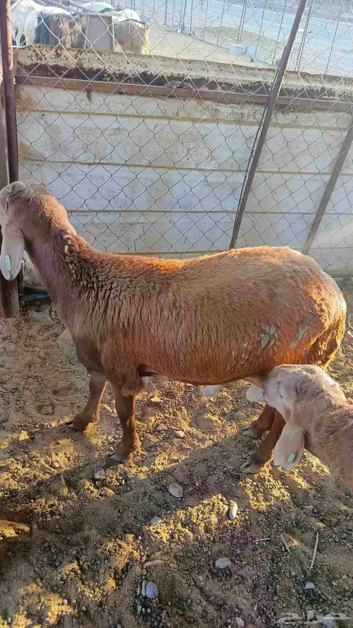 طليان سواكن 1