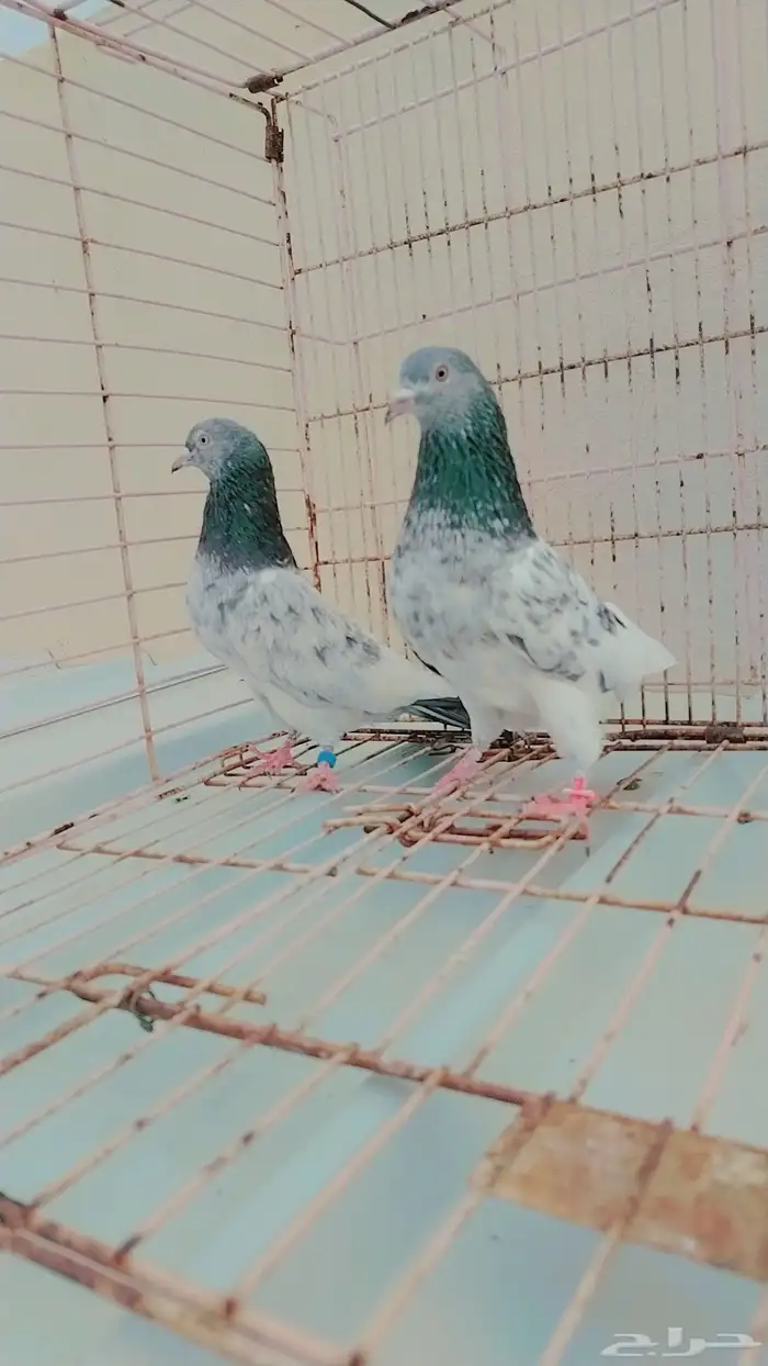 قولدن 3
