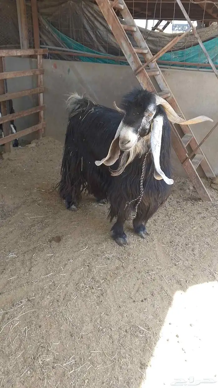 الفحل العارضي المصنف 6