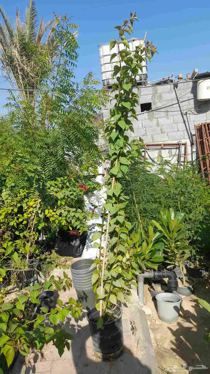 مزارع ومنسق حدائق 3