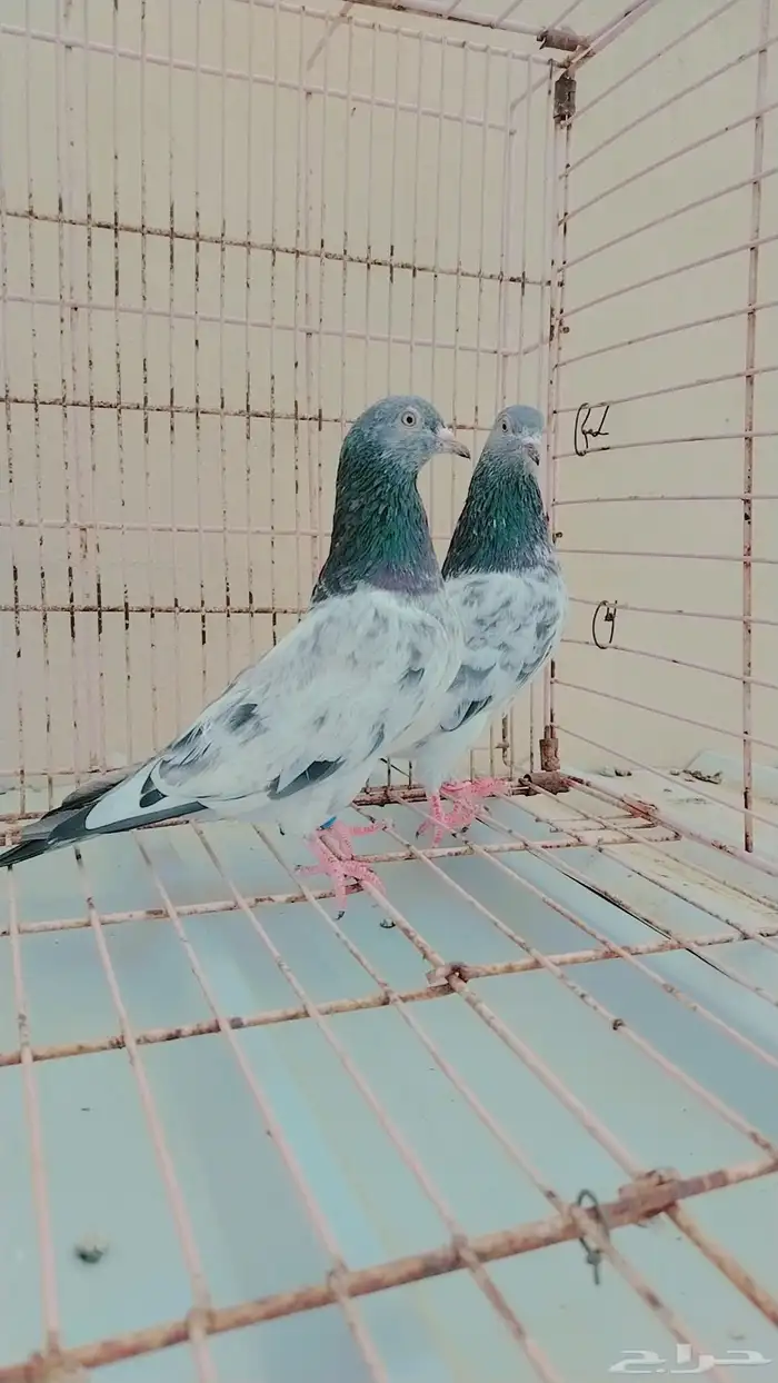 قولدن 1