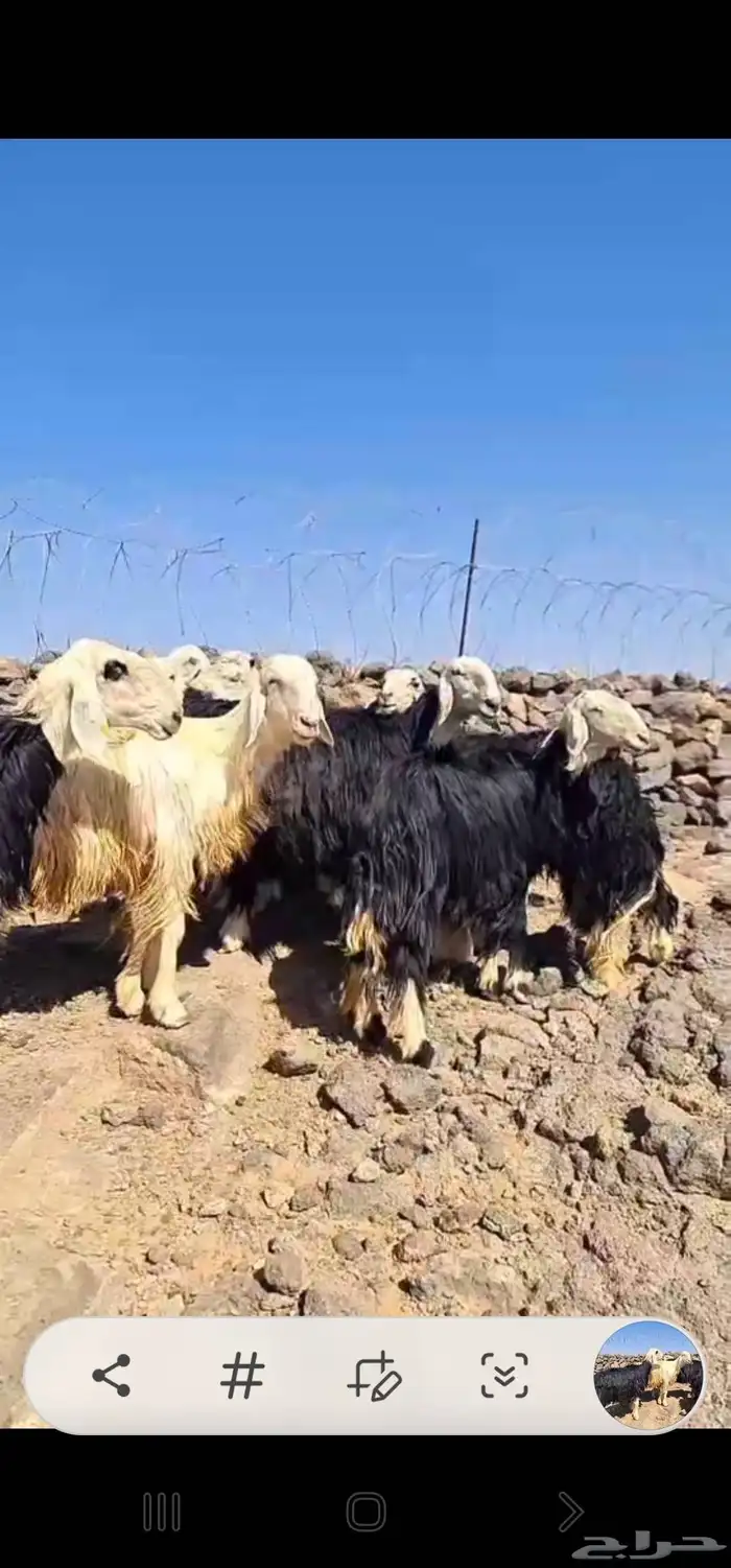 للبيع غنم نجد شبب طيبه للقناي العدد 10 0