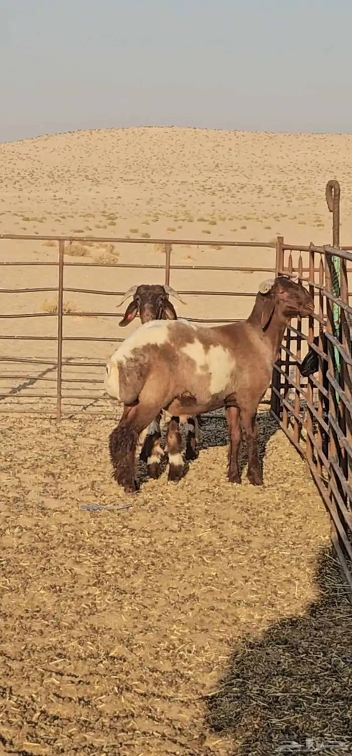 للبيع خرفان نعيم جبار ولون صنف 0