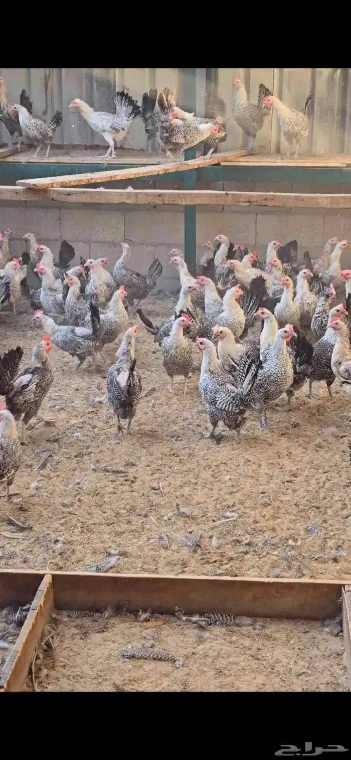 للبيع دجاج فيومي بياض حجم كبير العدد 250 حبه ا 1