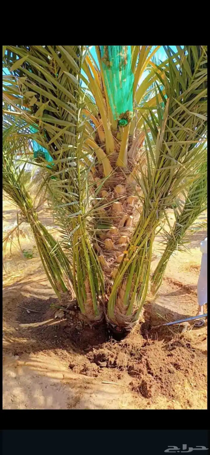 نخل للبيع عربي ووشنطني زينه 0