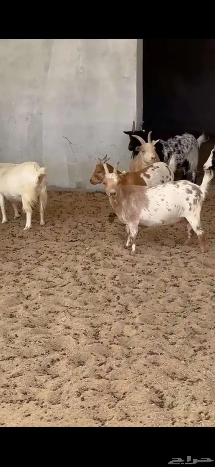 ماعز قزم مراح تأسيس 5