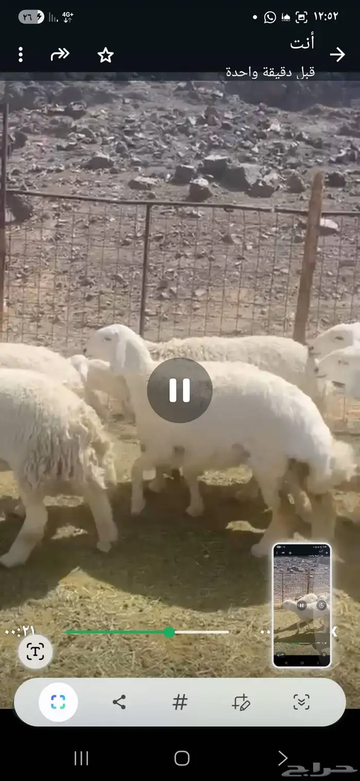 رخال حريات جعة ثنية رباع فقط 2