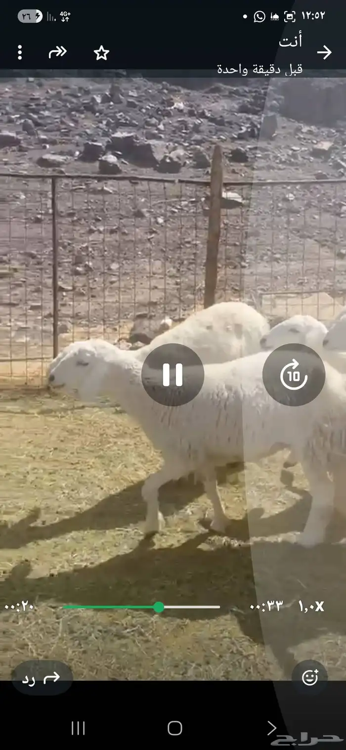 رخال حريات جعة ثنية رباع فقط 1