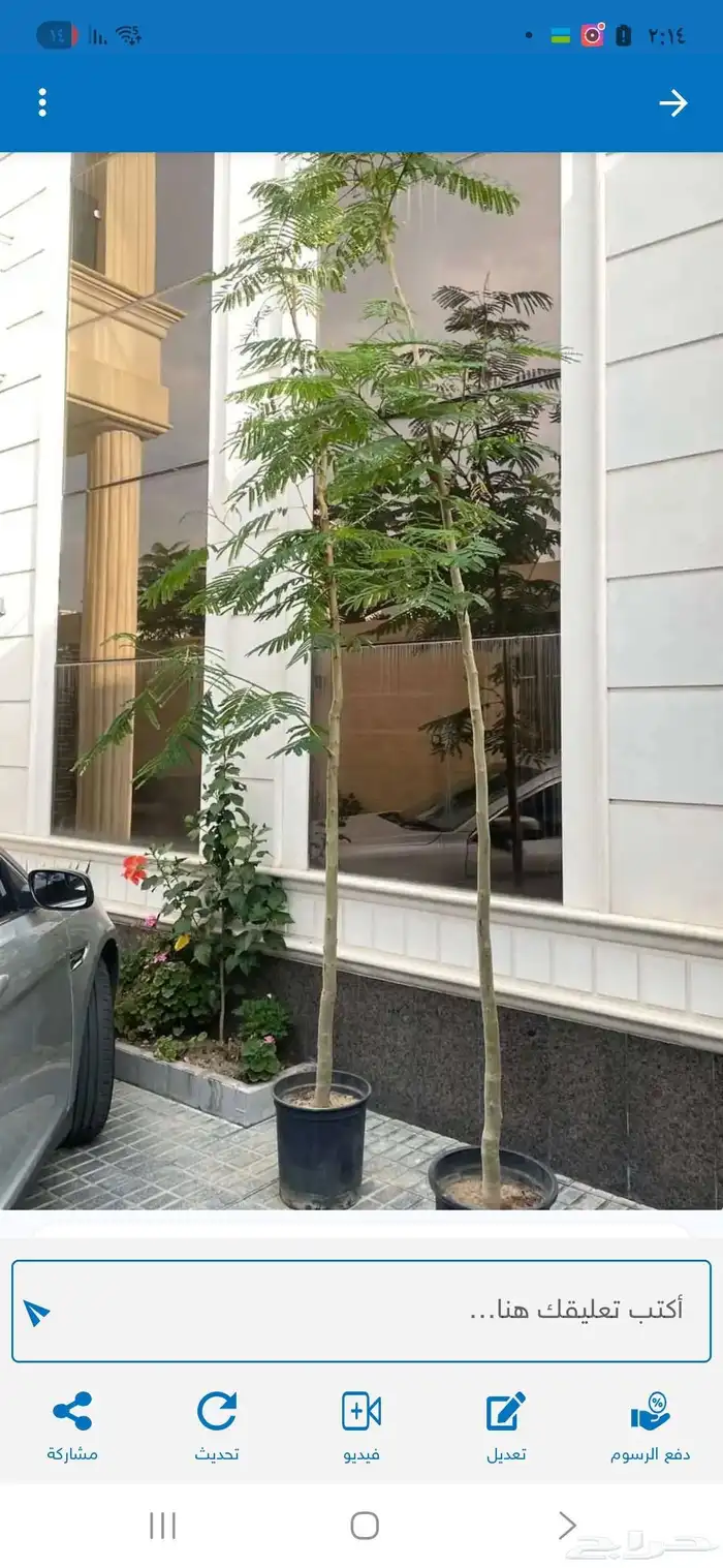 شجرتين بنسيانا ملكي احمر للبيع 0