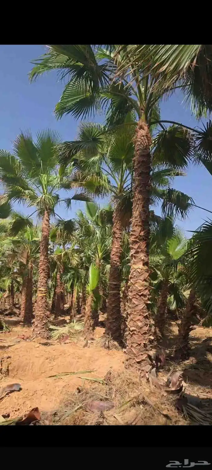 نخيل مثمر للبيع صقعي سكري اخلاص هلالي مجدوله شيشي خضري 6