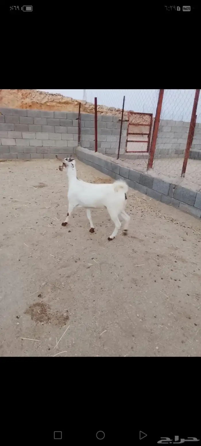 للبيع عناق جذعه دافع في 3شهور على سونار شرط 0
