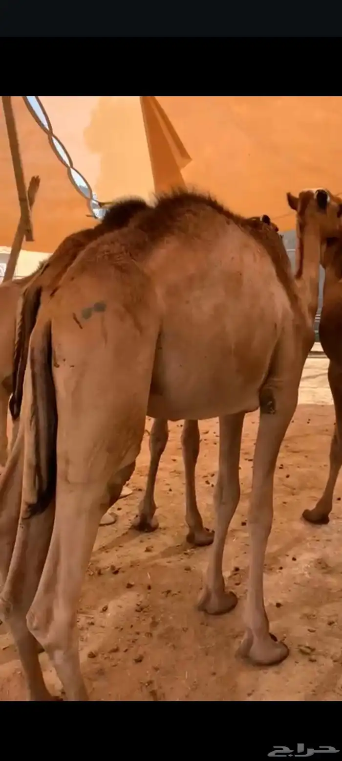 قعدان صومالية جاهزة للتربية او الذبح واللحم ممتاز وع الضمان 0