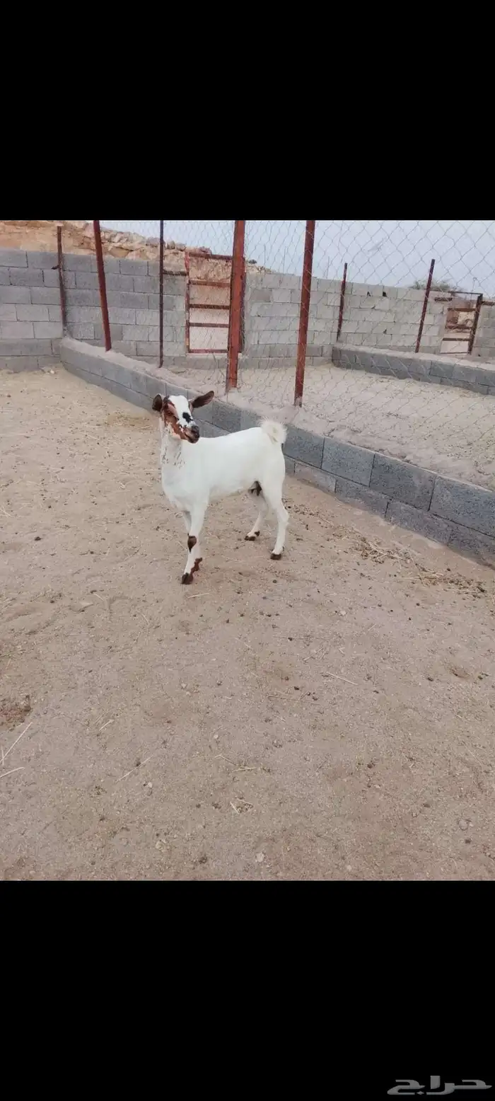 للبيع عناق جذعه دافع في 3شهور على سونار شرط 3