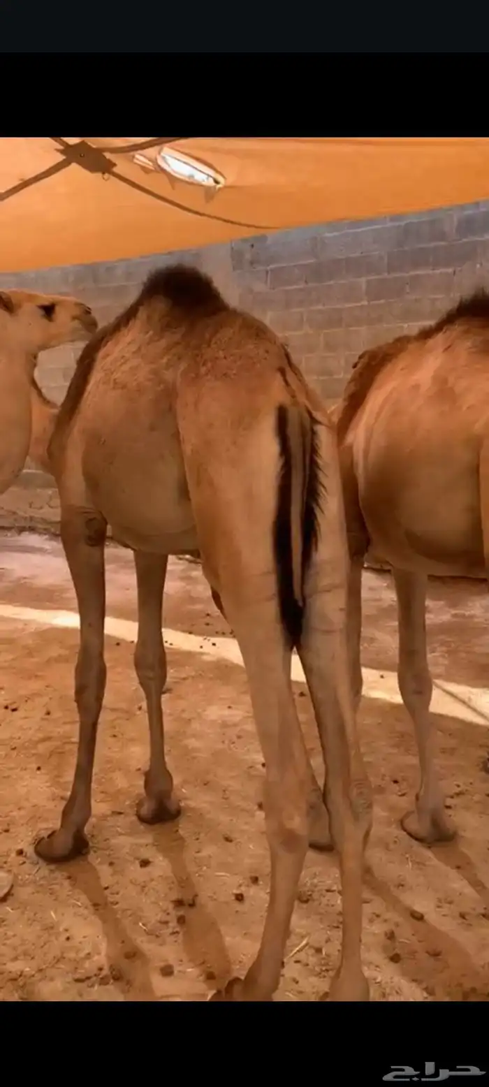 قعدان صومالية جاهزة للتربية او الذبح واللحم ممتاز وع الضمان 1