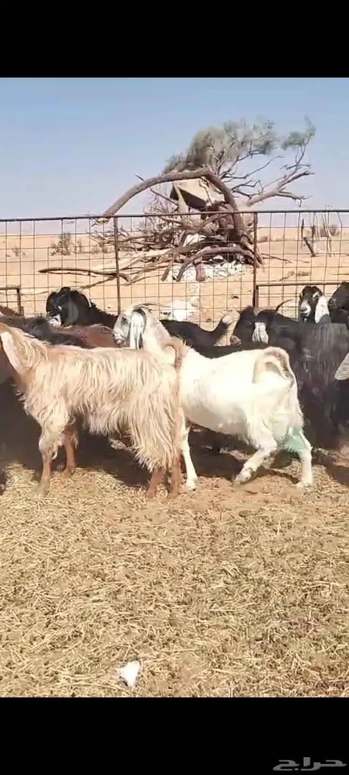 للبيع هرافي نعيمي و معزا وغنم رفيد 4