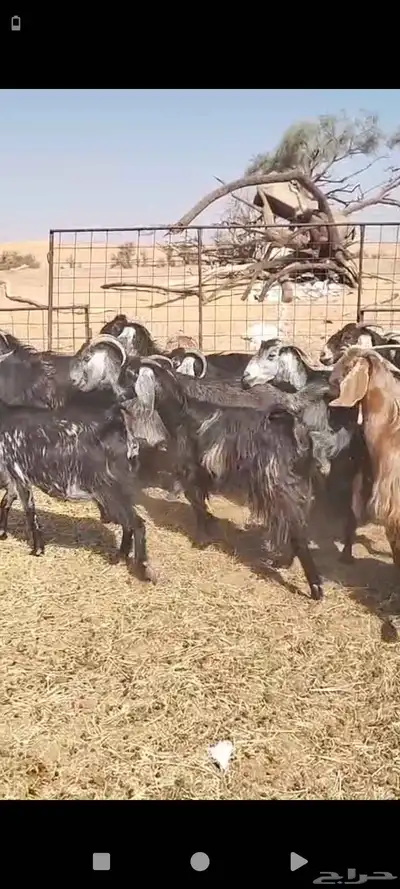 للبيع هرافي نعيمي و معزا وغنم رفيد index