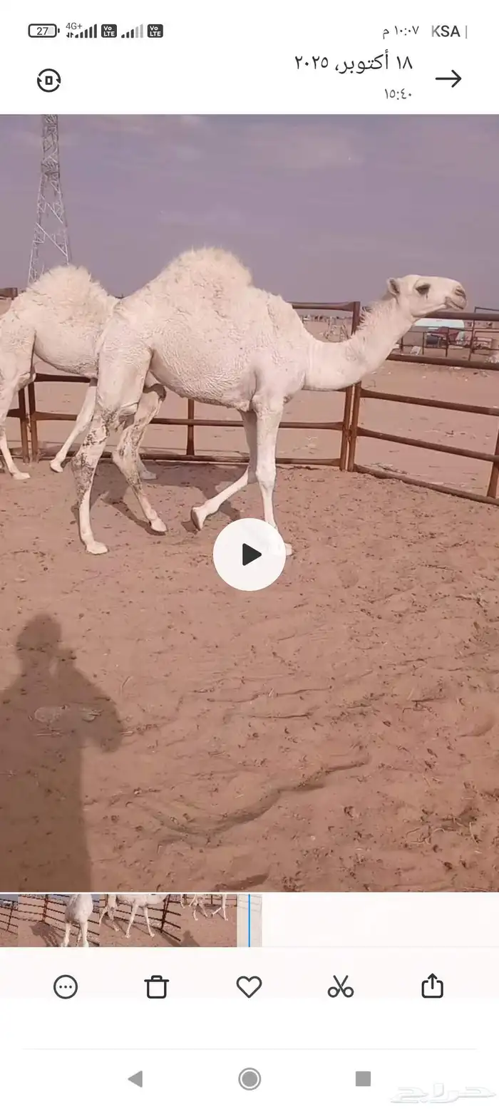 2قعدان فل شحم 0