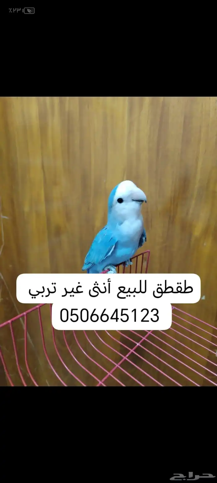 طقطق روز أنثى غير تربي نشيط 0