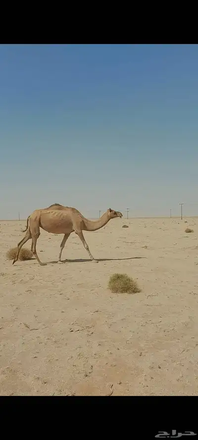 ذلول هجن طيبه 0