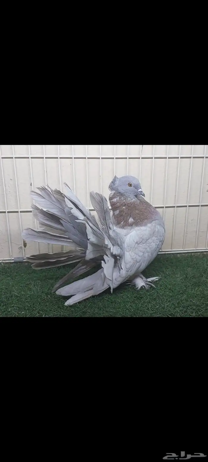 فحل رقاص حامل من حامل رديوس 3