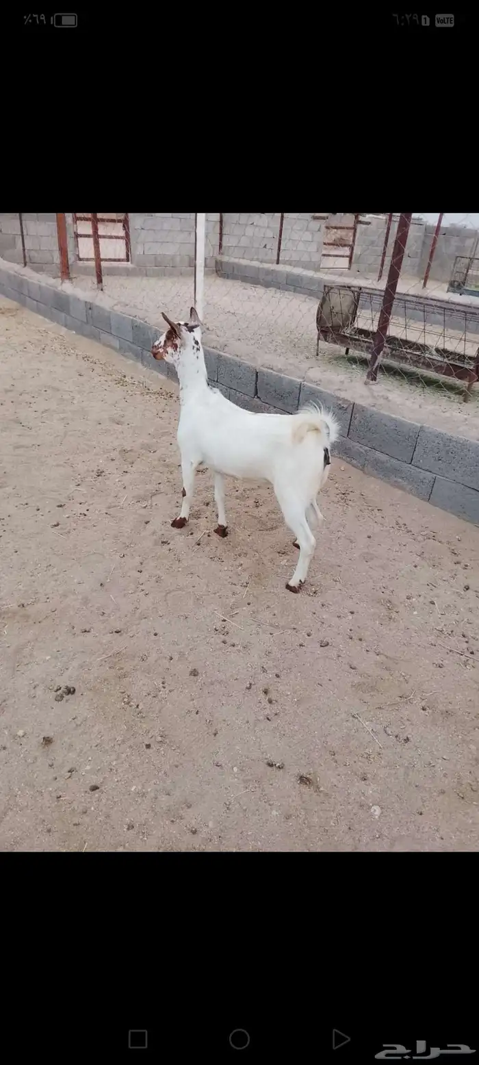 للبيع عناق جذعه دافع في 3شهور على سونار شرط 2
