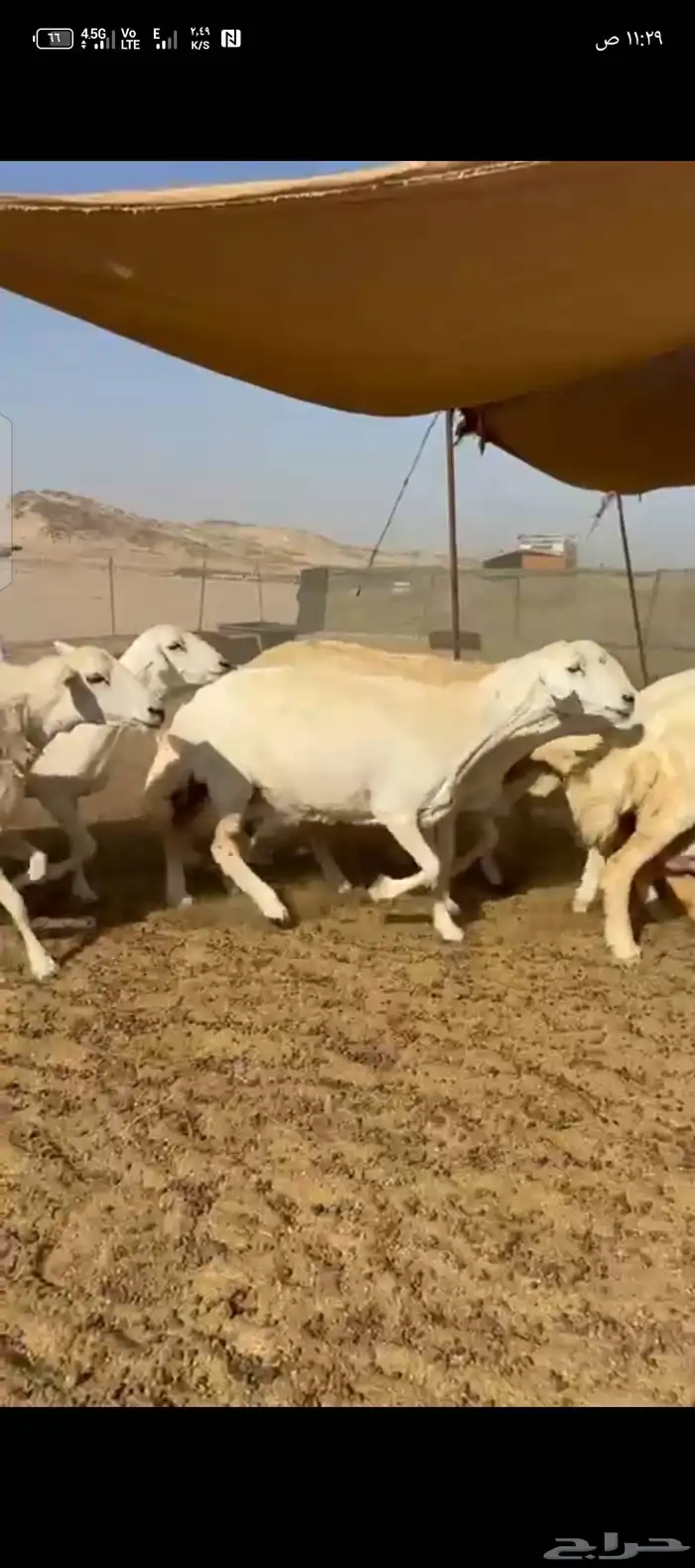 غنم حريات دفيع شرط 2
