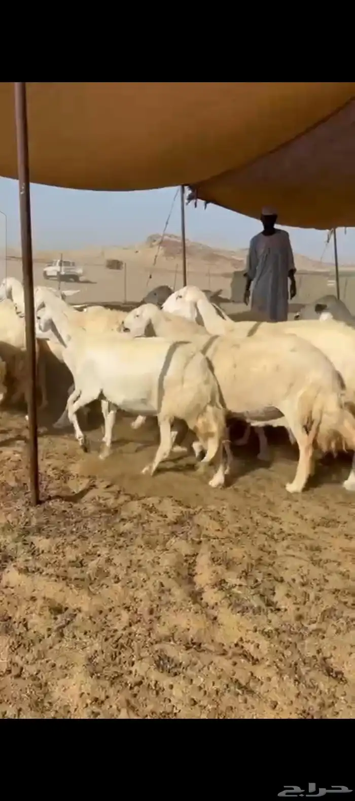 غنم حريات دفيع شرط 1