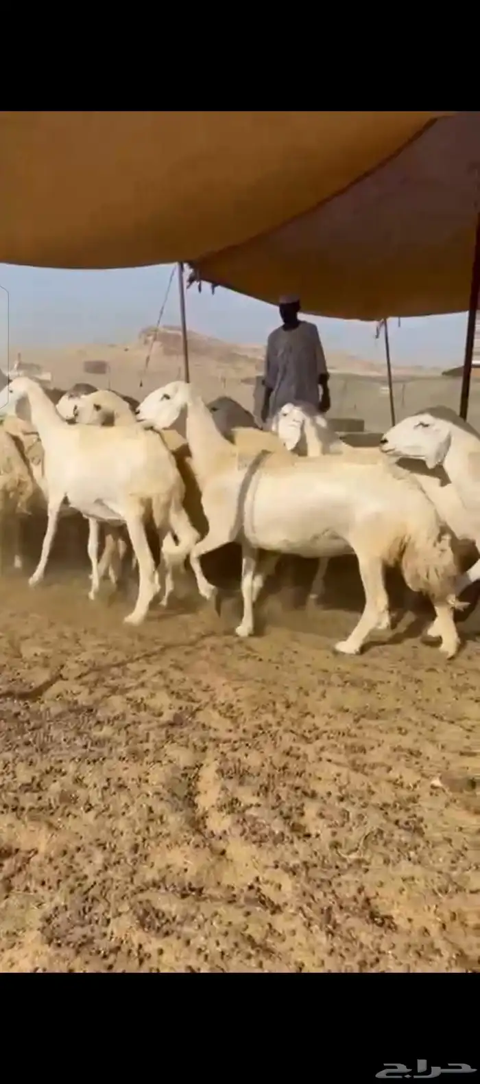 غنم حريات دفيع شرط 0