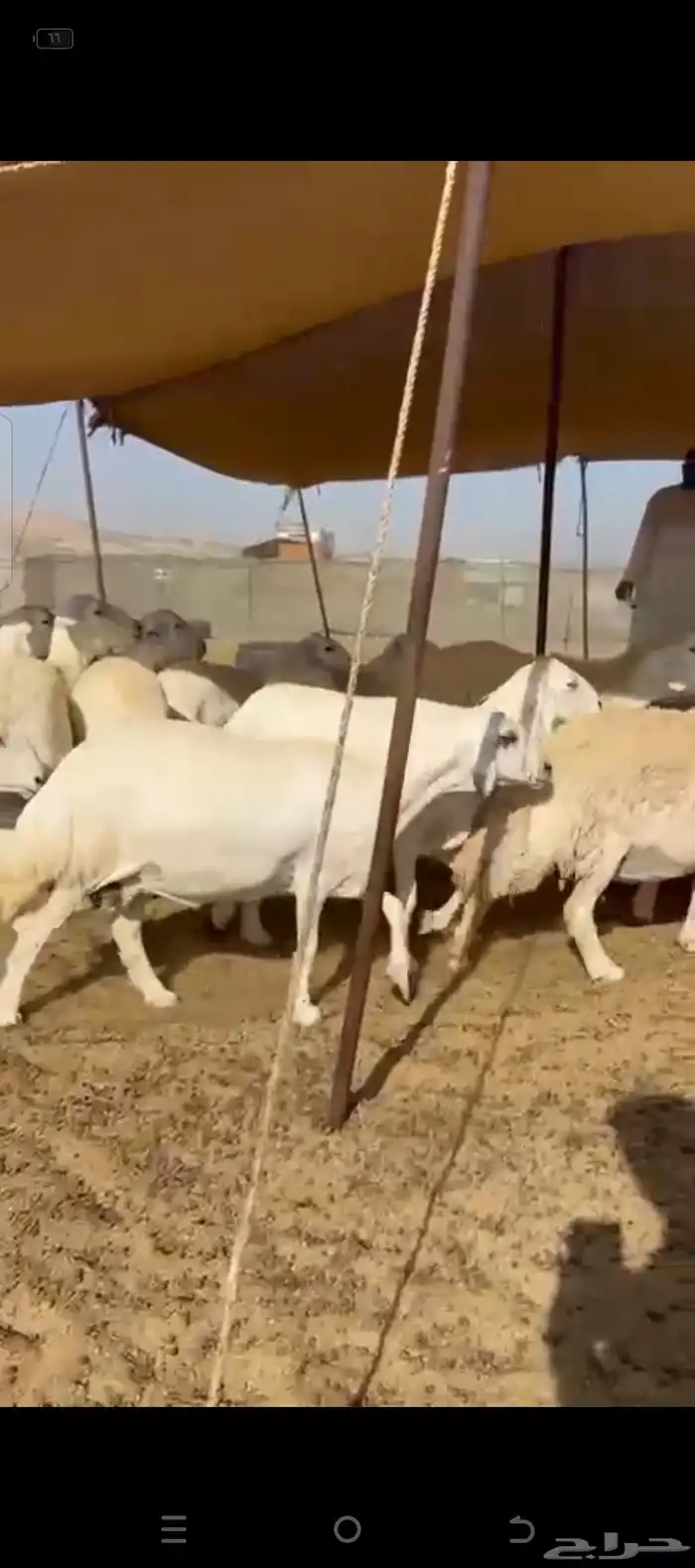 غنم حريات دفيع شرط 7