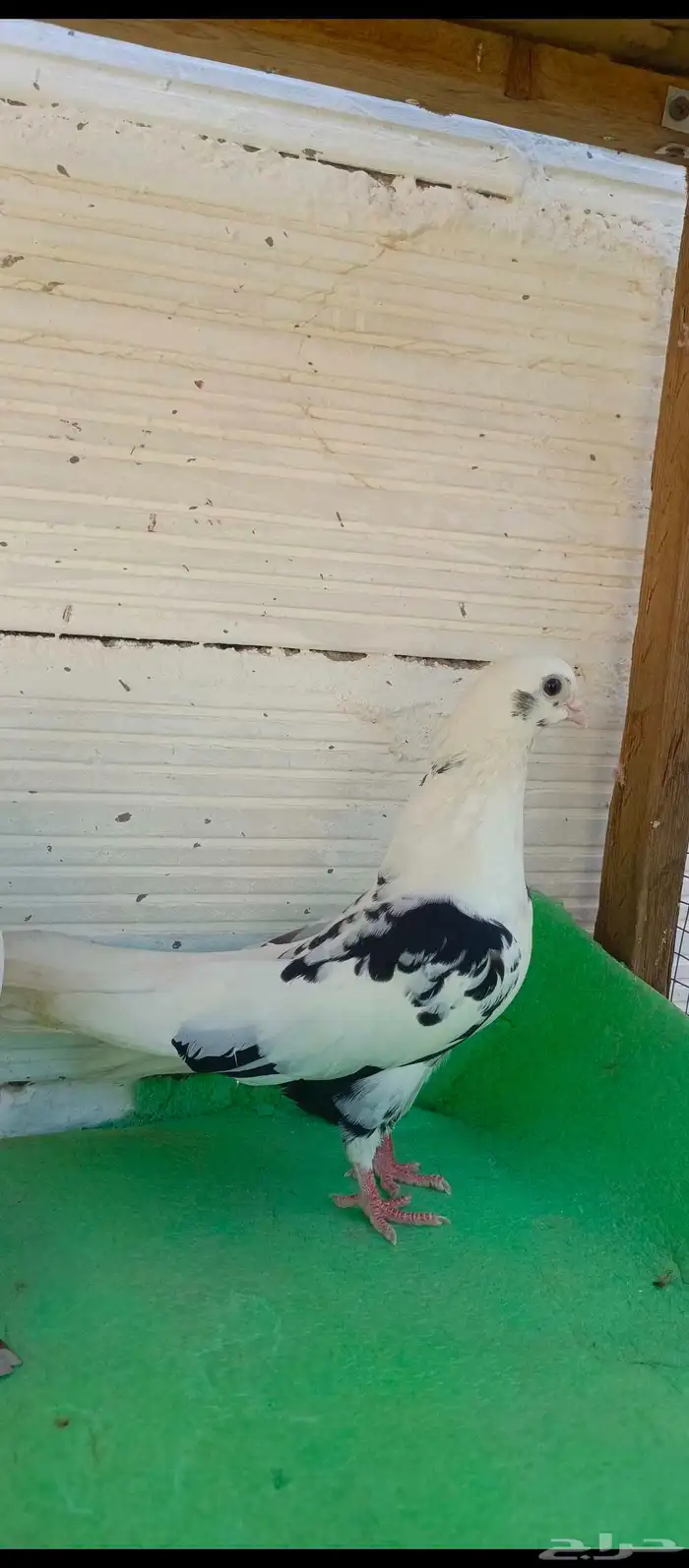 حمام قطيفي 1