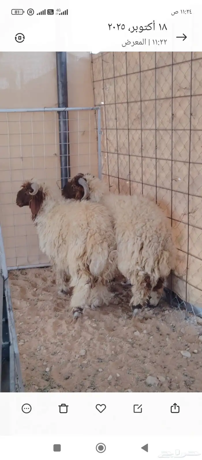 خرفان نعيمي الشحم وسط الصحة شرط 0