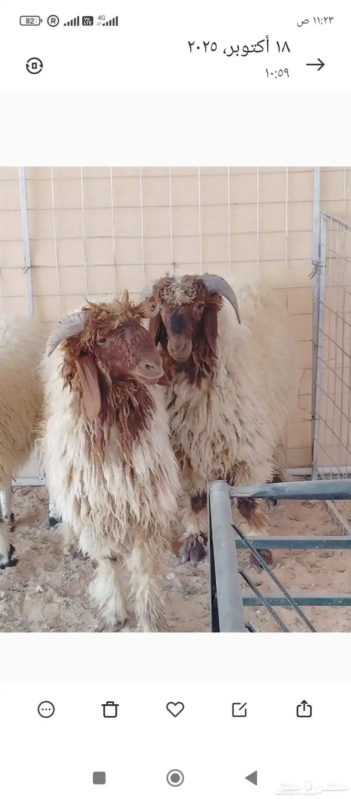 خرفان نعيمي الشحم وسط الصحة شرط 1