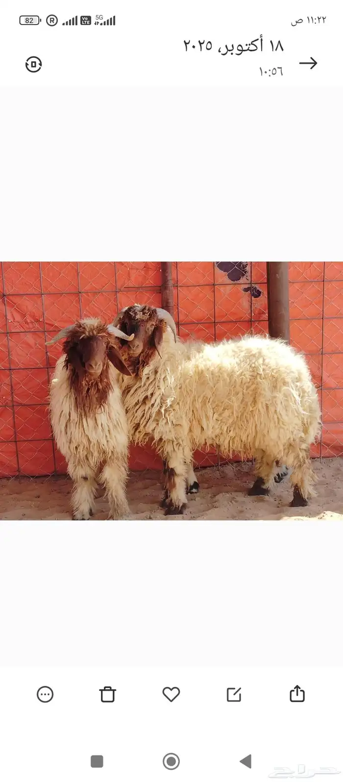 خرفان نعيمي الشحم وسط الصحة شرط 2