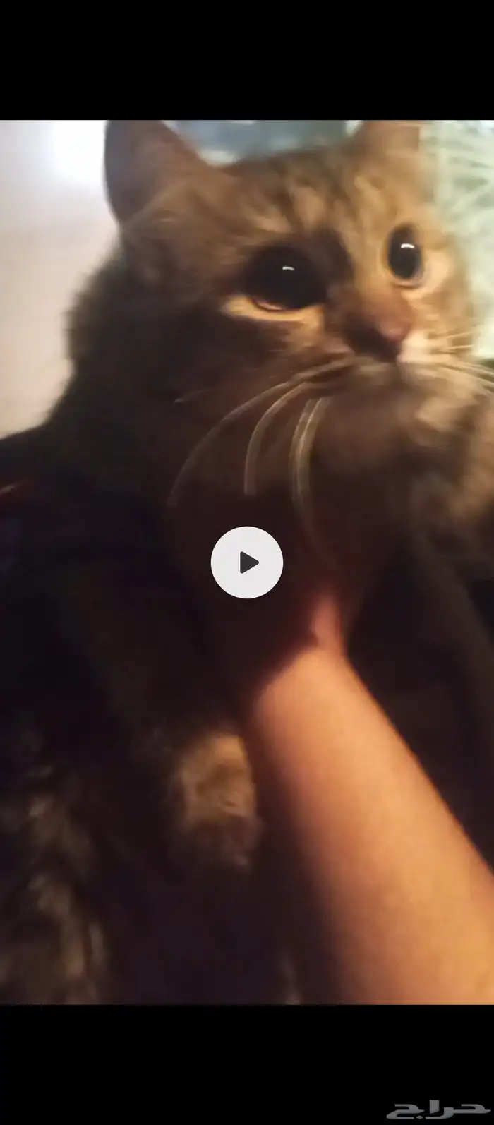 قطه للتبني جميلة جدا  ولعوبه معتاده ع البوكس آكلها عادي 0