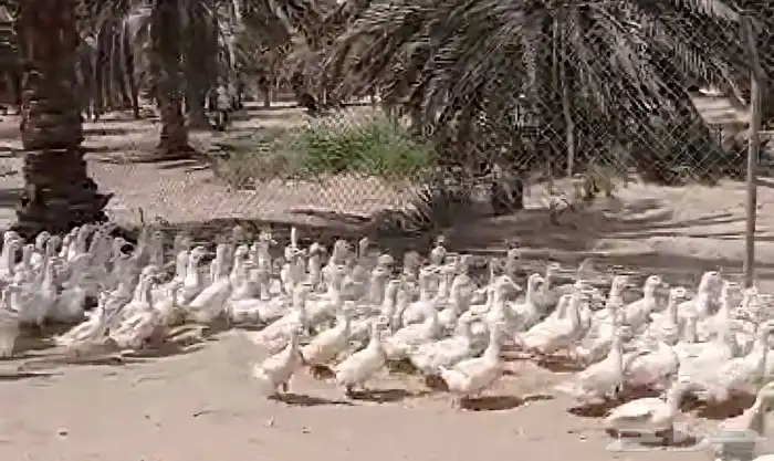 بط بكيني طيب وسمين وسليم 0