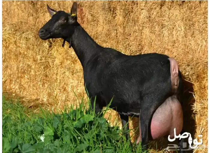 مقال توعوي عن المعزا المنتجه للحليب 0