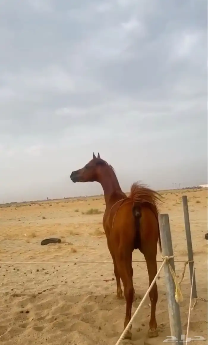 حصان فاخر للبيع 3