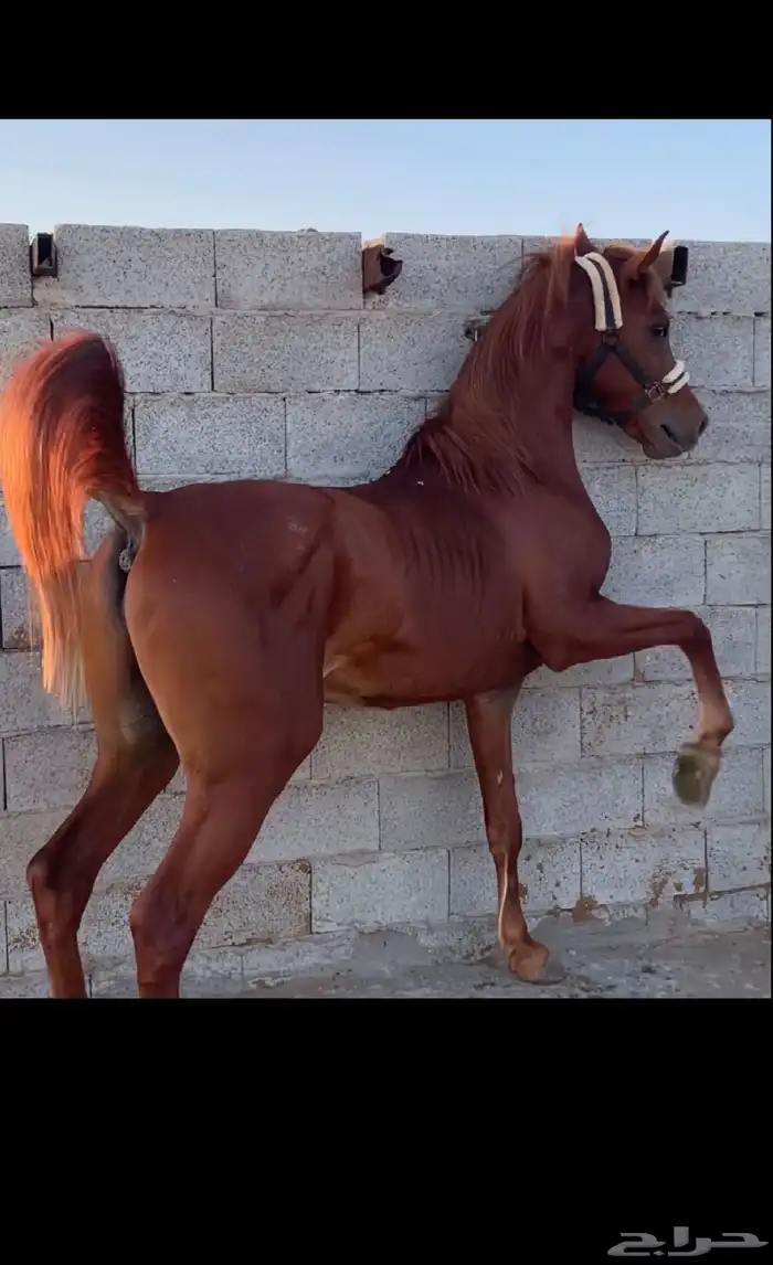 حصان فاخر للبيع 0