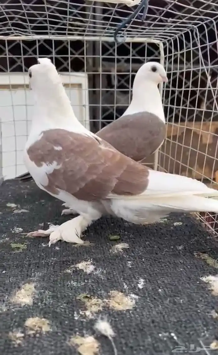 حمام للبيع 6