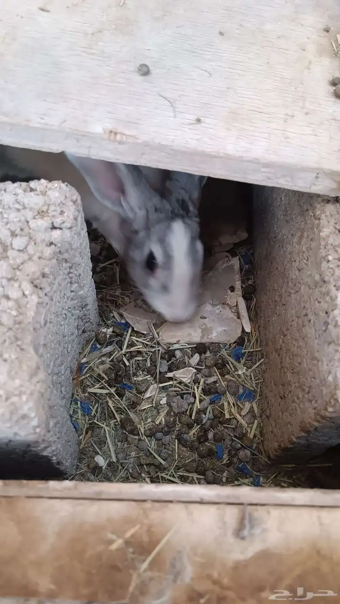 ارانب للبيع 1