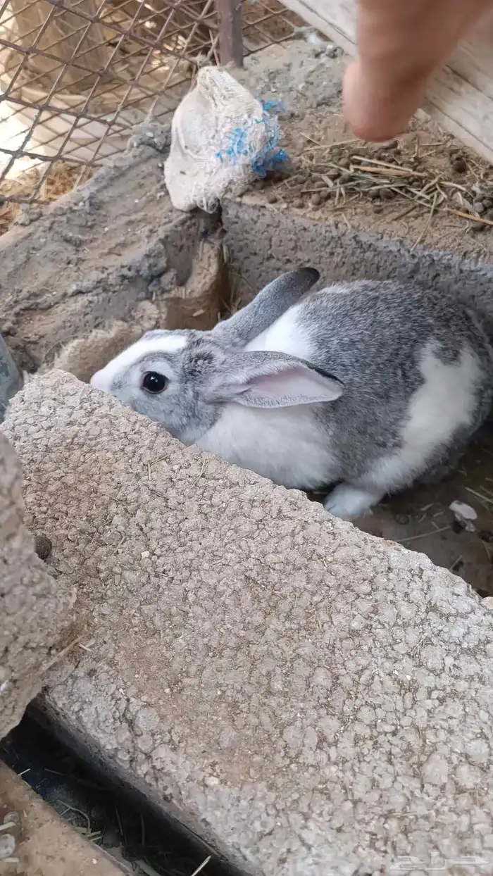 ارانب للبيع 0