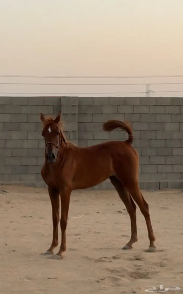 مهرة شعبيه جميلة جدا 0