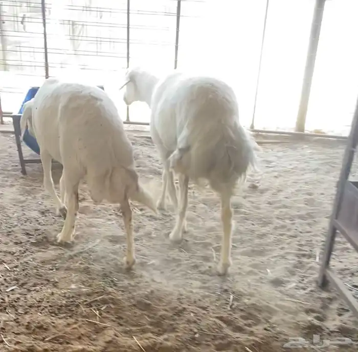 حريات ( تم البيع ) 0