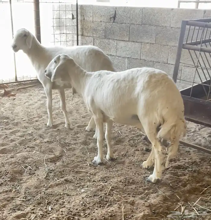 حريات ( تم البيع ) 3