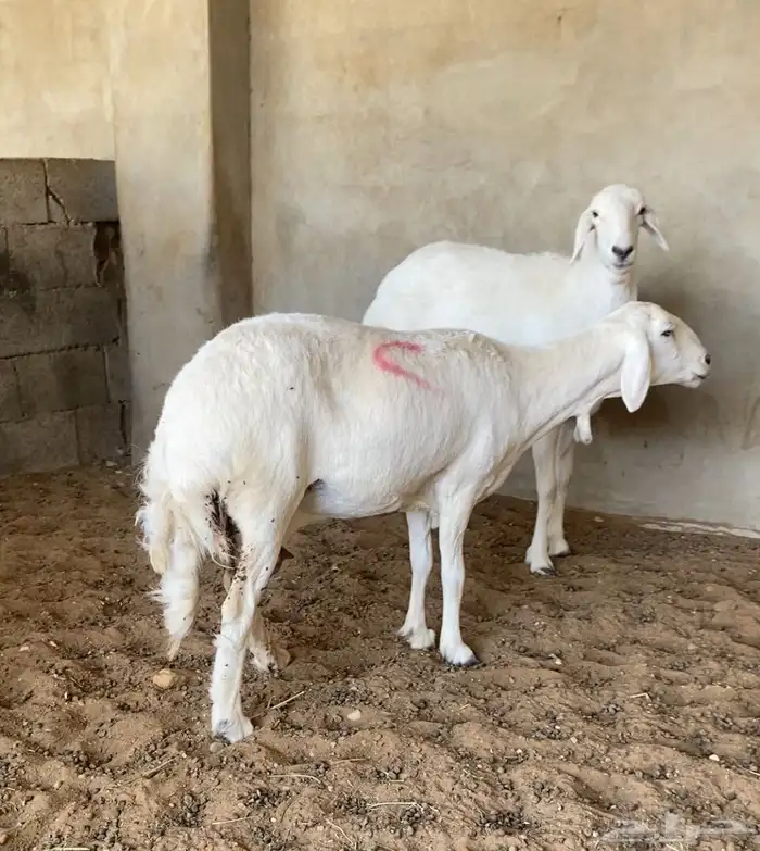 حريات ( تم البيع ) 2