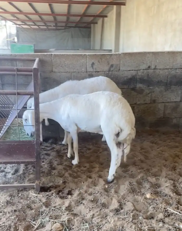 حريات ( تم البيع ) 4