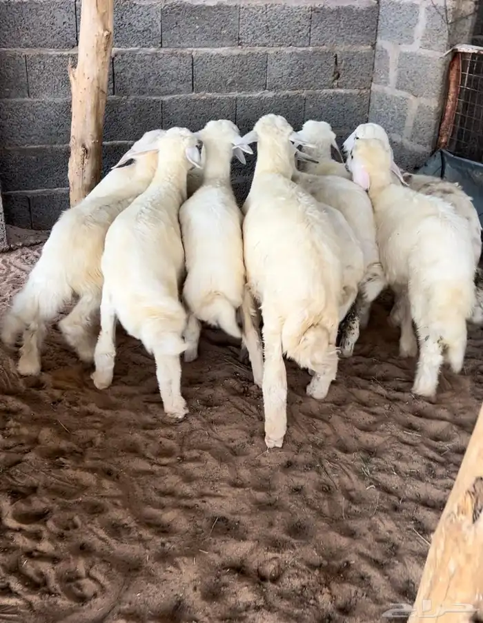 بهم حري 2