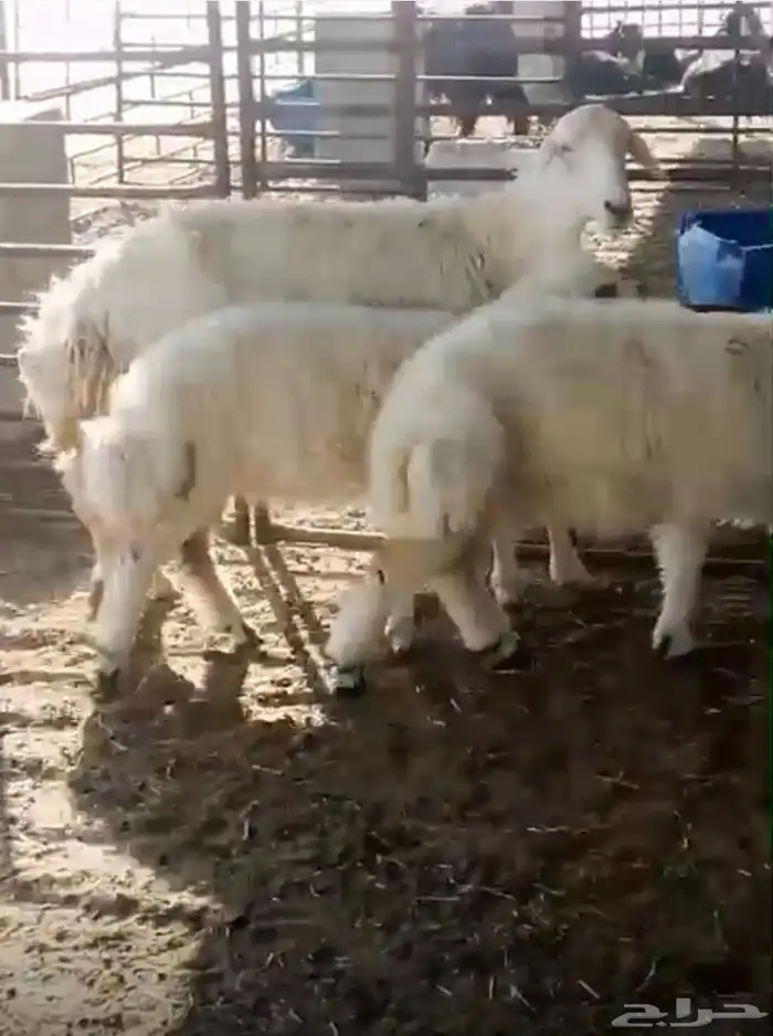 شاه حريه تامه رغوث معها رخلتين كبار فل شحم 1