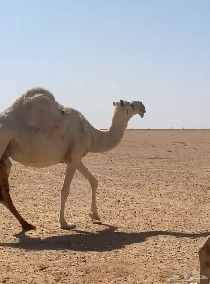 للبيع ابل طيبه لقحات شقحا وضحا 1